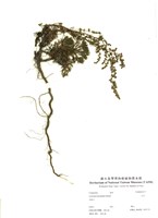 藏品(山艾)的圖片